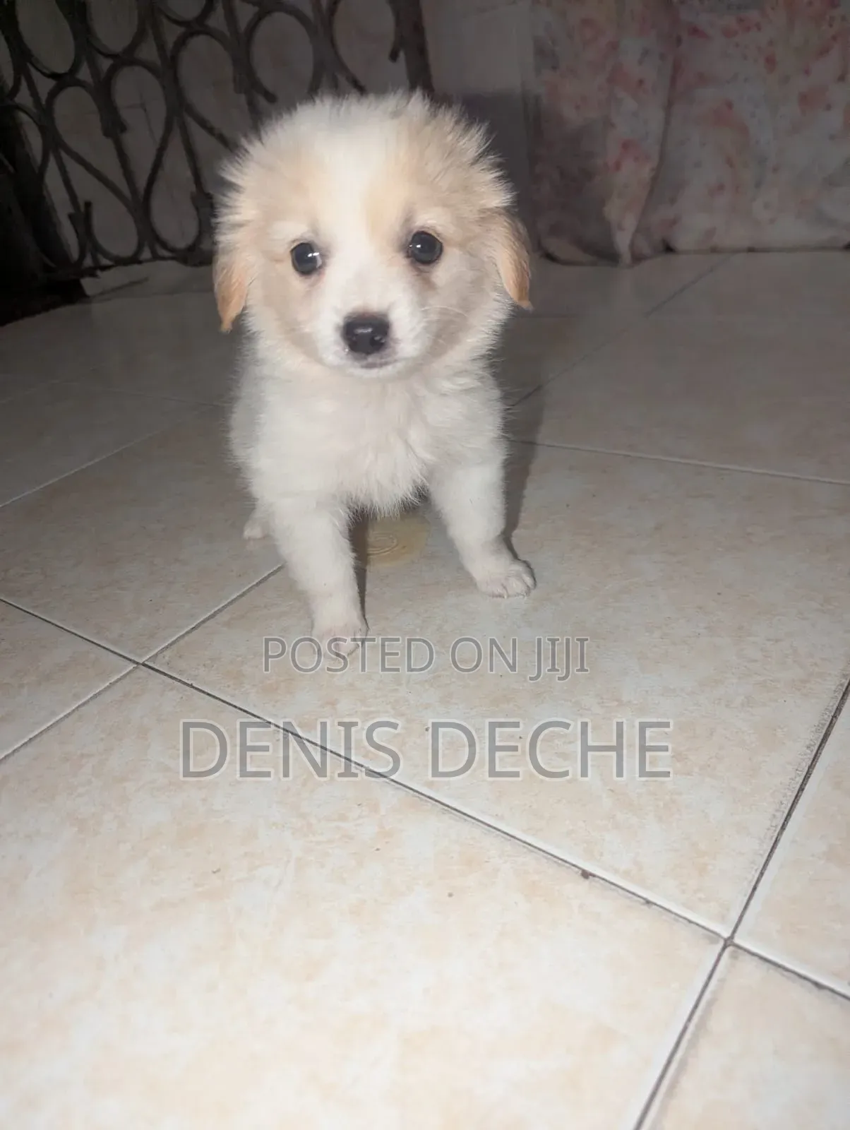 1-3 months Male Mixed Breed Maltese