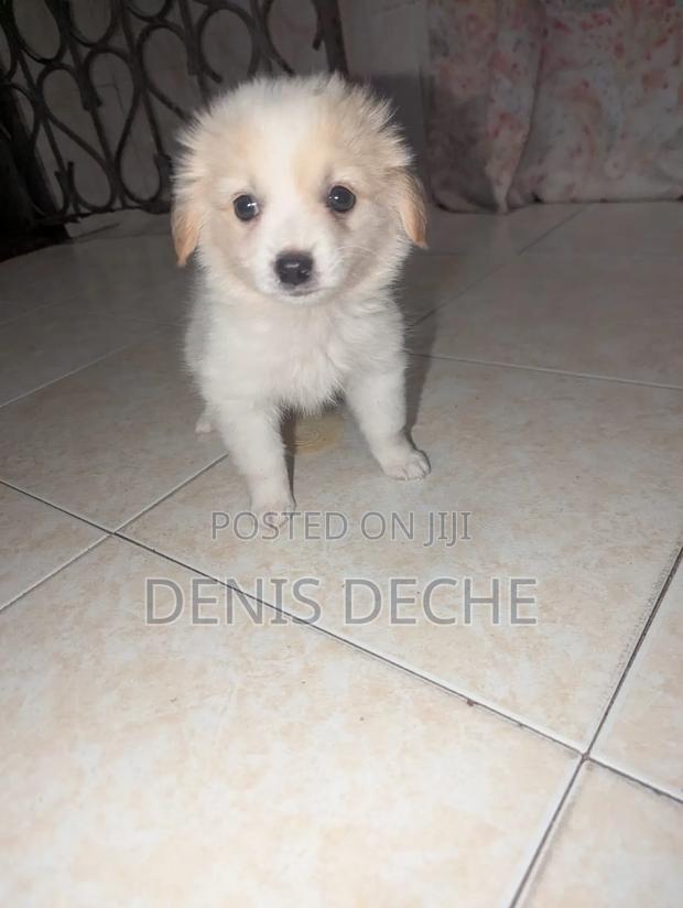 1-3 months Male Mixed Breed Maltese - thumbnail 2