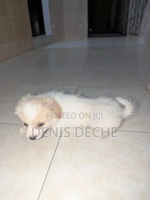 1-3 months Male Mixed Breed Maltese