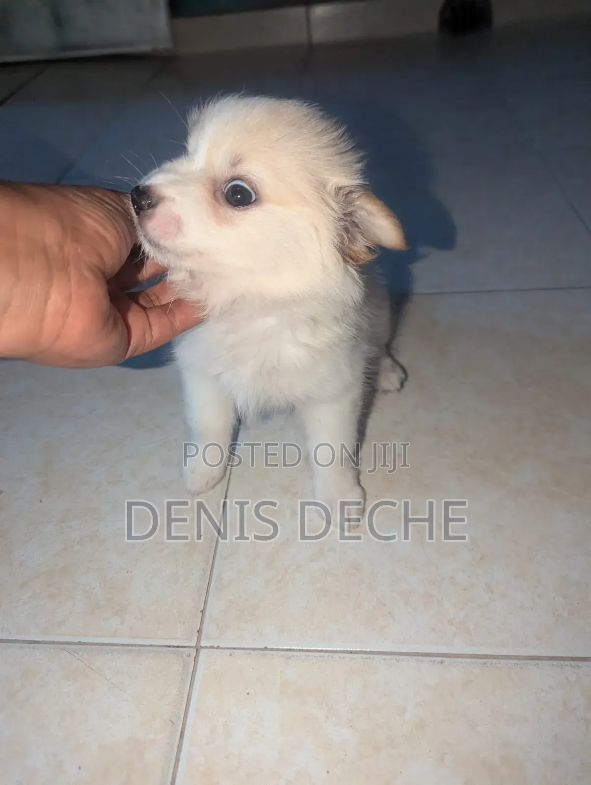 1-3 months Male Mixed Breed Maltese