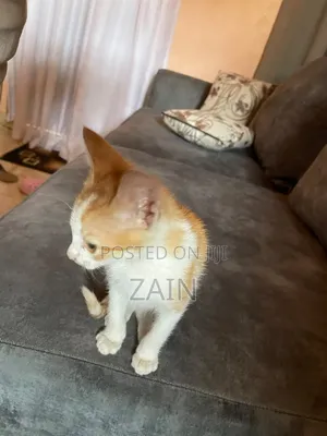 1-3 months Female Purebred Oriental