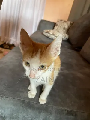 1-3 months Female Purebred Oriental