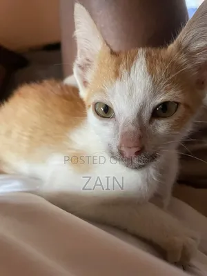 1-3 months Female Purebred Oriental