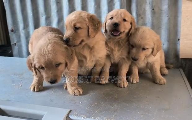 1-3 months Male Purebred Golden Retriever