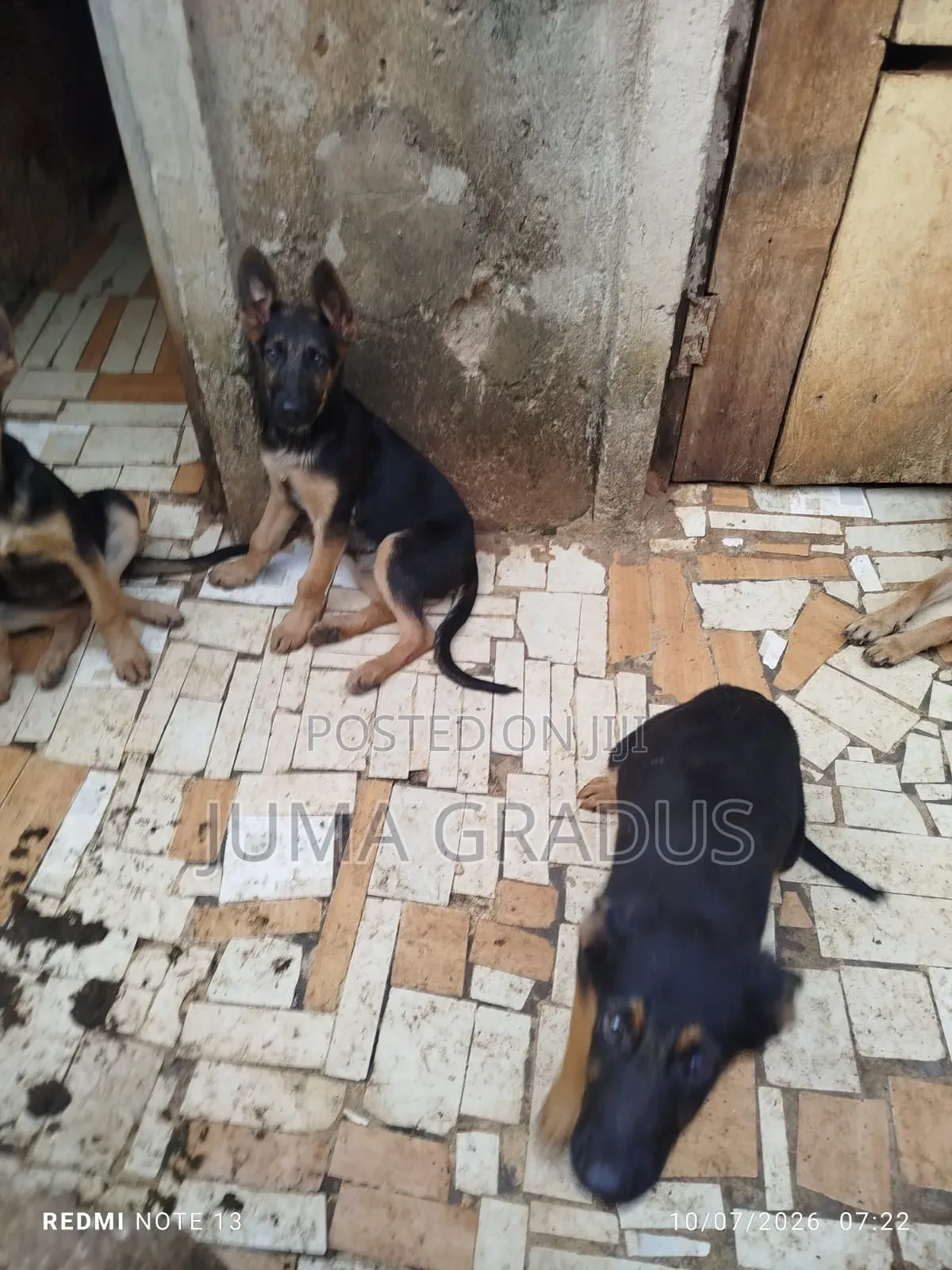 3-6 months Female Purebred German Shepherd