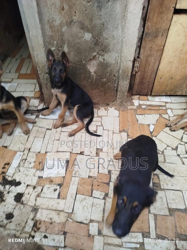 3-6 months Female Purebred German Shepherd - thumbnail 2
