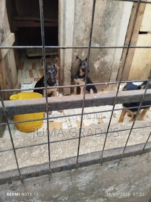3-6 months Female Purebred German Shepherd
