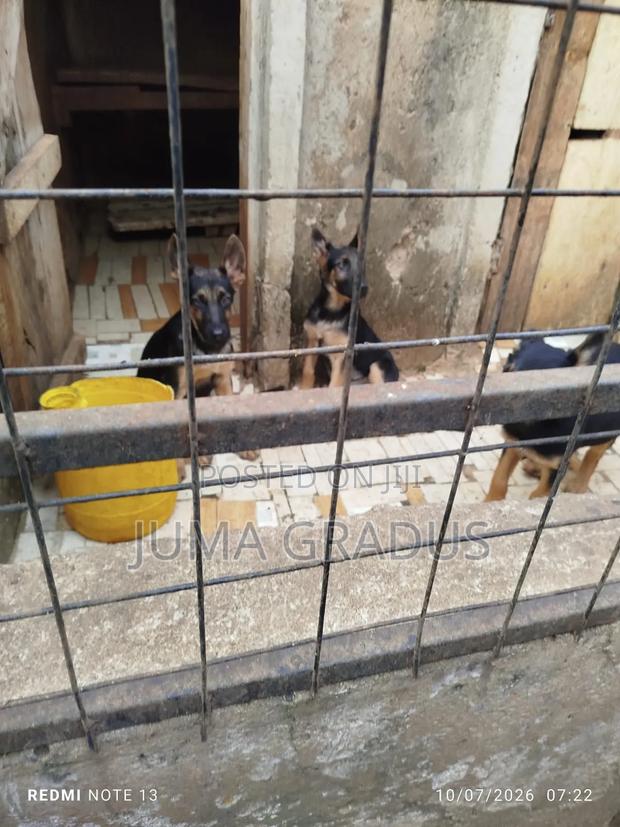 3-6 months Female Purebred German Shepherd - thumbnail 4