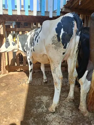 Quality Pedigree Dairy' Cows
