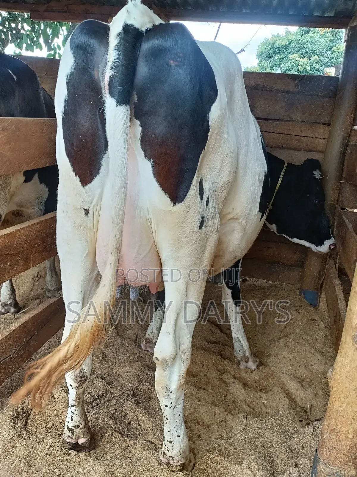 QualityFryshian Pedigree Dairy' Cows