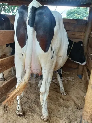 Quality Pedigree Dairy' Cows