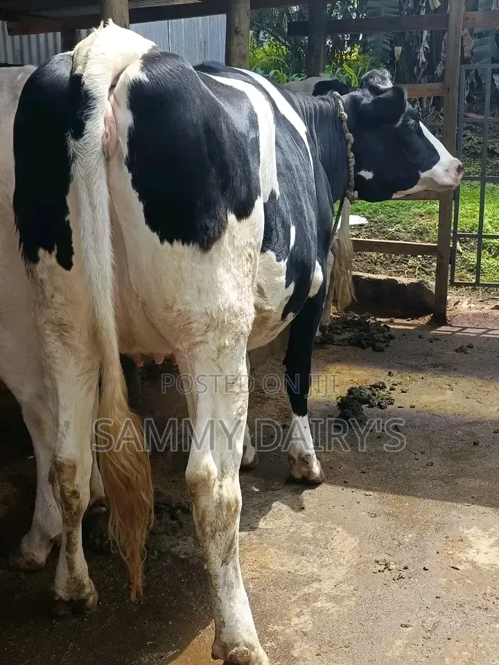 QualityFryshian Pedigree Dairy' Cows