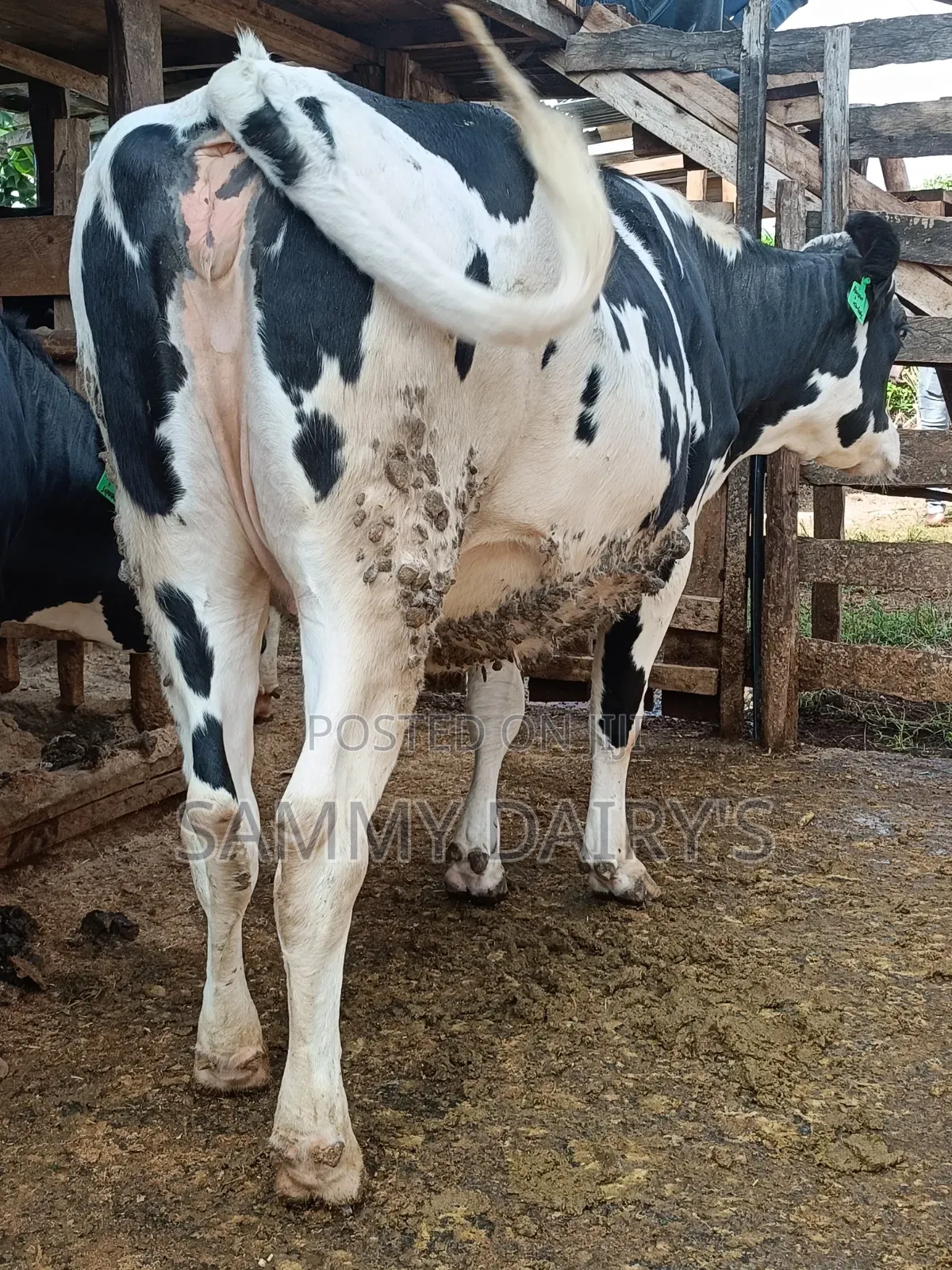 QualityFryshian Pedigree Dairy' Cows