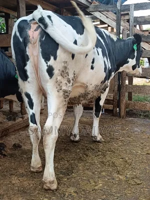QualityFryshian Pedigree Dairy' Cows