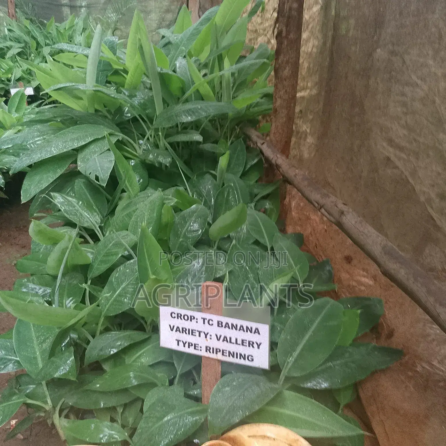 Valley Banana Seedlings (Tissue Culture Generated)