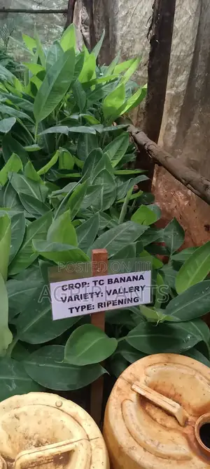 Valley Banana Seedlings (Tissue Culture Generated)