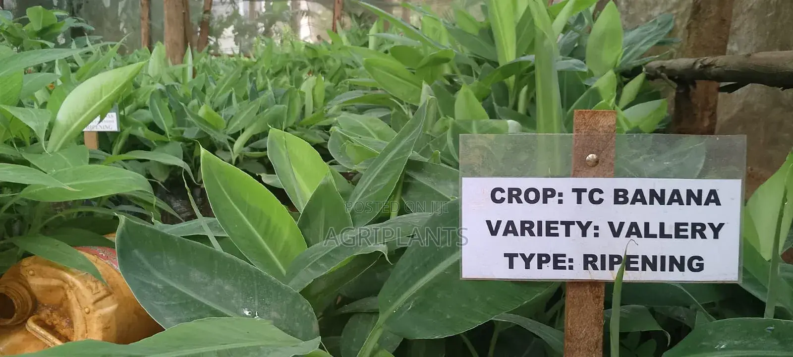 Valley Banana Seedlings (Tissue Culture Generated)