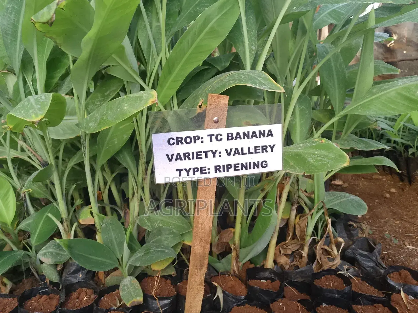 Valley Banana Seedlings (Tissue Culture Generated)