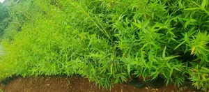 Miniature/Ornamental Bamboos