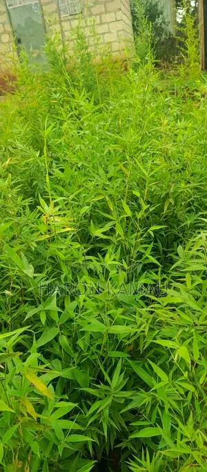 Miniature/Ornamental Bamboos