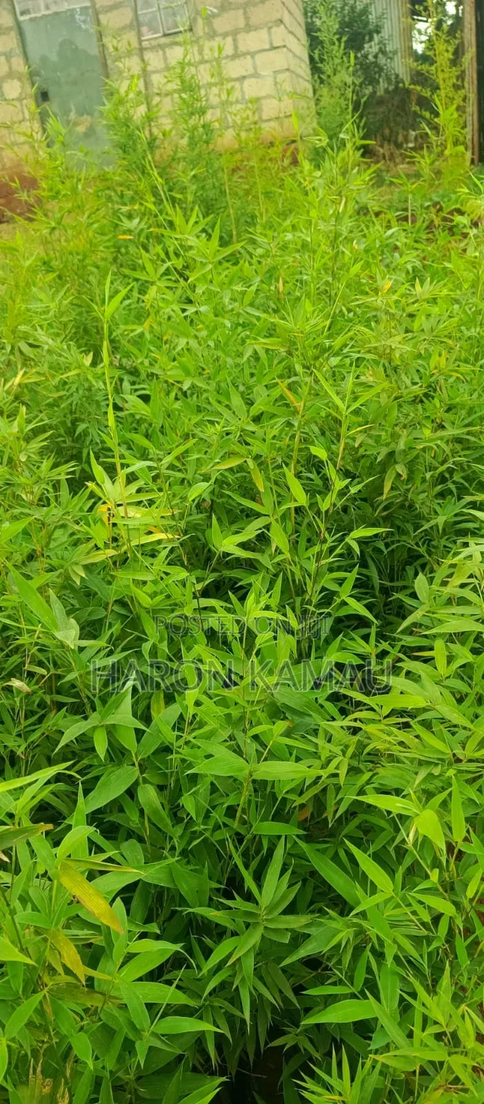 Miniature/Ornamental Bamboos