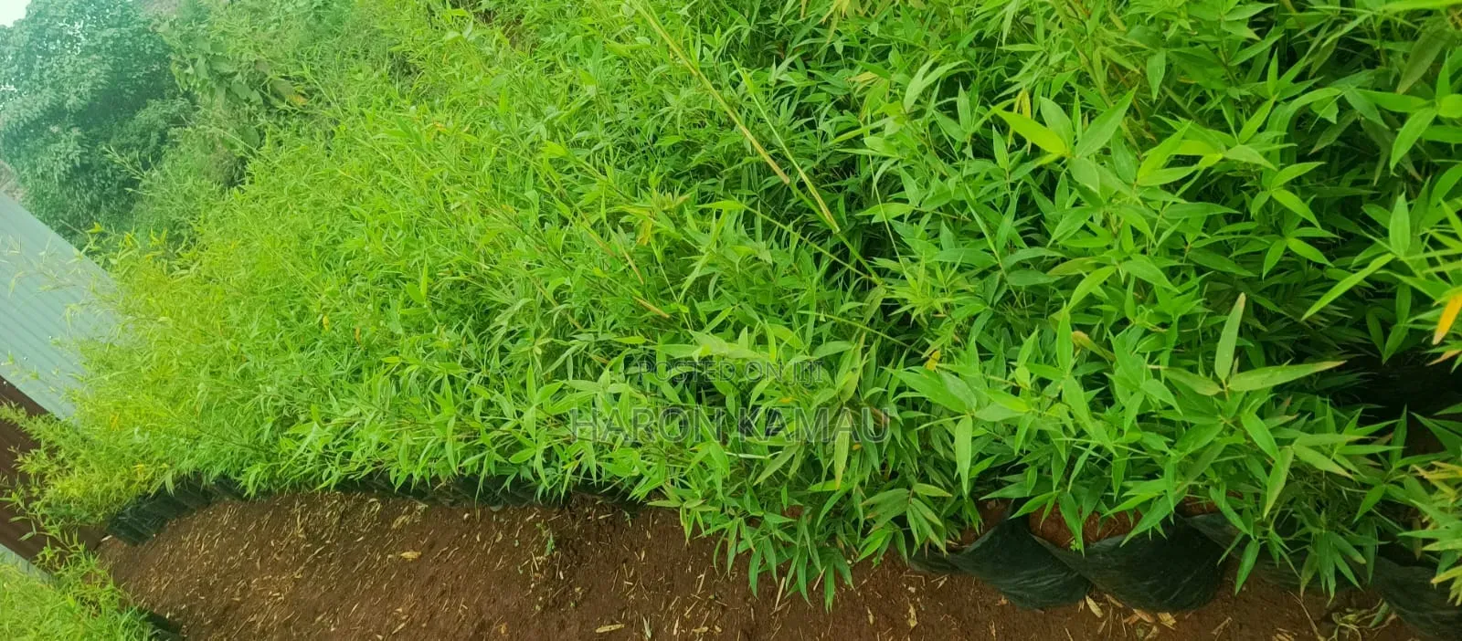 Miniature/Ornamental Bamboos