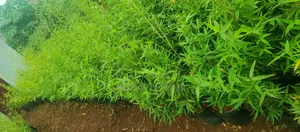 Miniature/Ornamental Bamboos