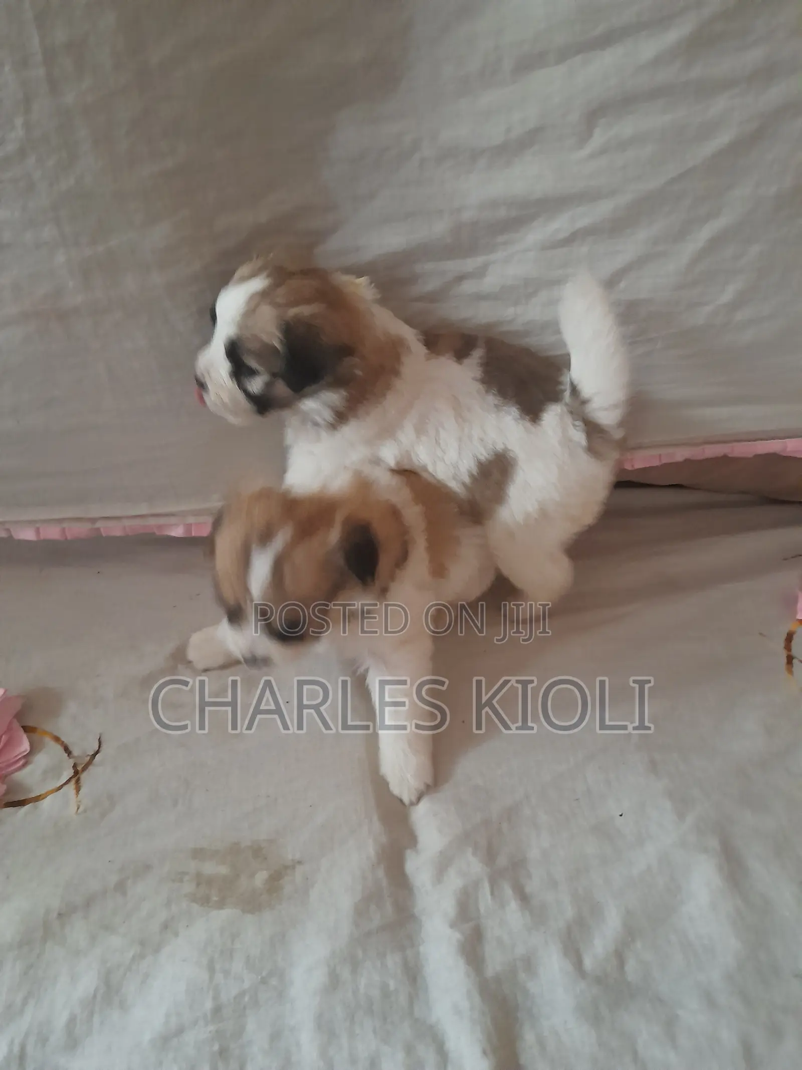 1-3 months Female Purebred Havanese