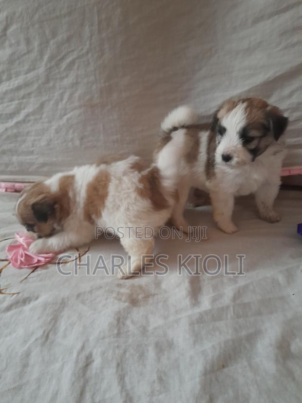 1-3 months Female Purebred Havanese - main view