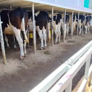 Quality Dairy Breeds on Offer,in_calve and Lactating.
