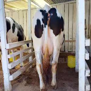 Quality Dairy Breeds on Offer,in_calve and Lactating.