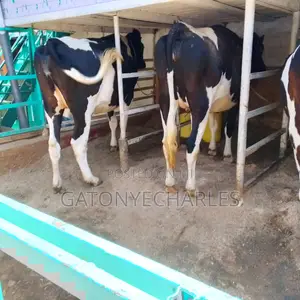 Quality Dairy Breeds on Offer,in_calve and Lactating.