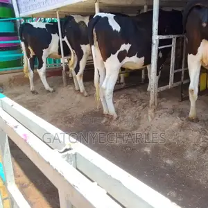 Quality Dairy Breeds on Offer,in_calve and Lactating.