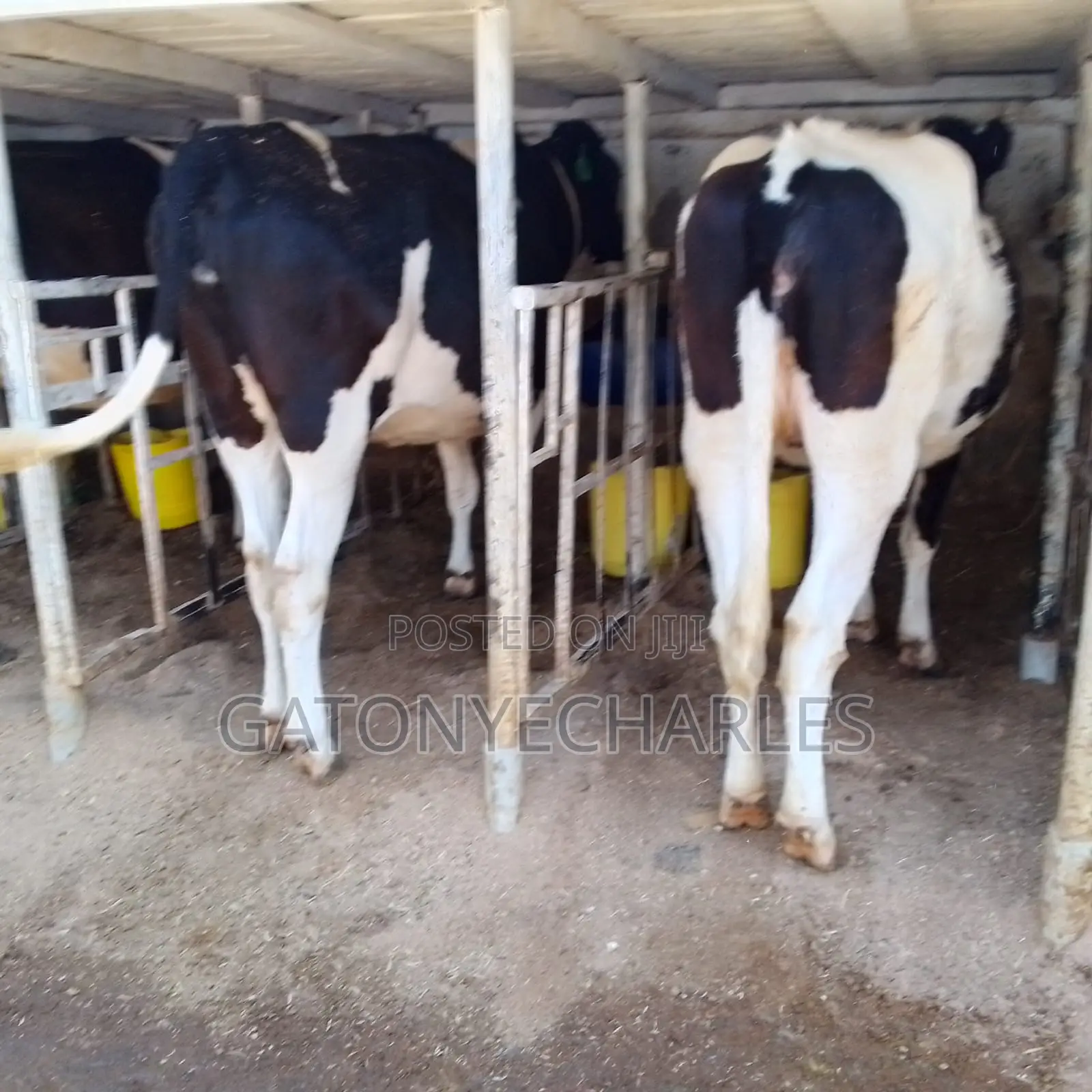 Quality Dairy Breeds on Offer,in_calve and Lactating.