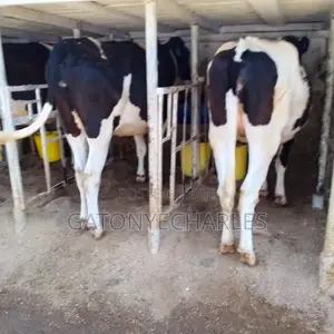 Quality Dairy Breeds on Offer,in_calve and Lactating.