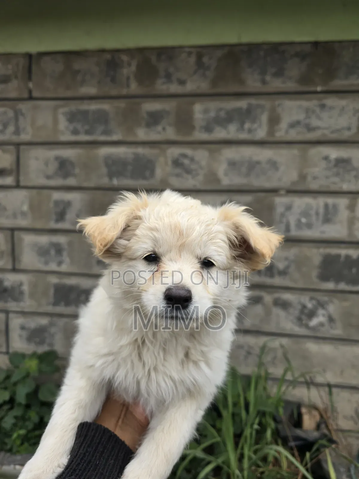 3-6 months Male Mixed Breed Maltese