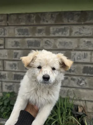 3-6 months Male Mixed Breed Maltese