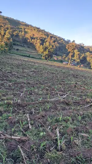 Prime 12-Acre Agricultural Land for Sale-Kitale