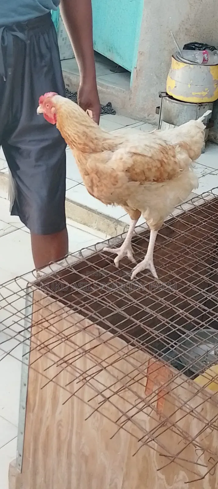 Improved Kienyeji Chicken