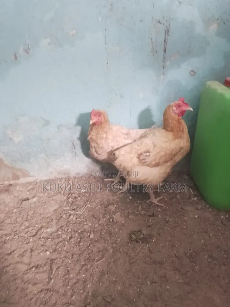 Improved Kienyeji Chicken