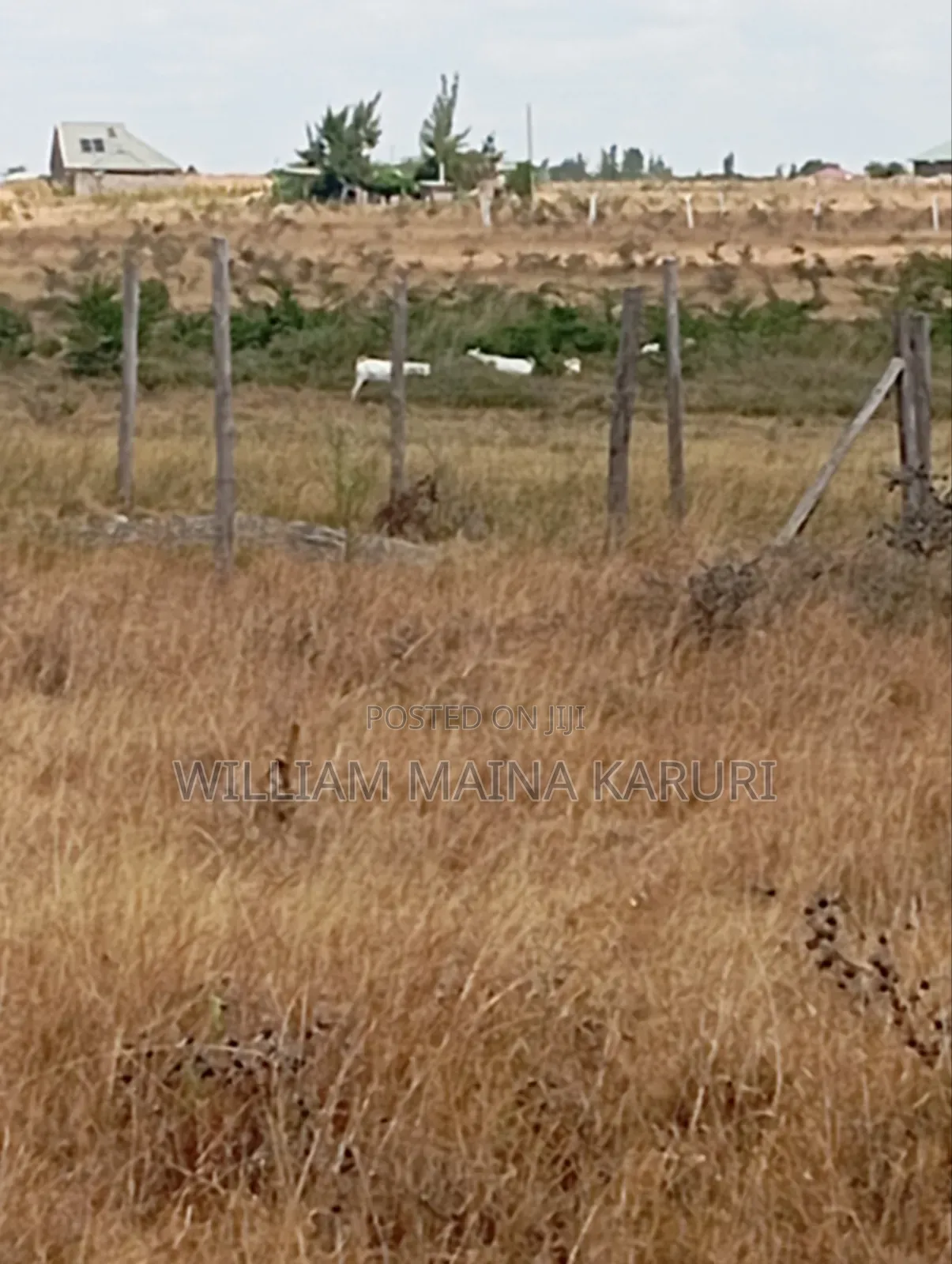 Prime Plot With Ready Title KANTAFU KANGUNDO RD 50*100