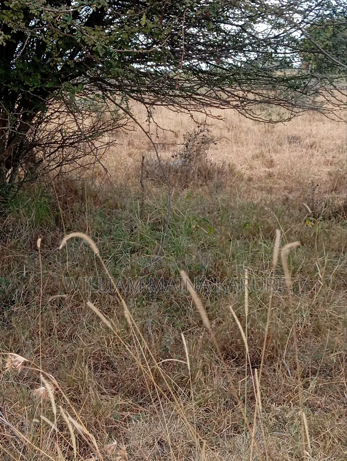 Prime Plot With Ready Title KANTAFU KANGUNDO RD 50*100