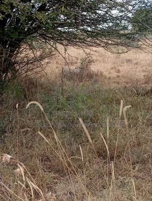 Prime Plot With Ready Title KANTAFU KANGUNDO RD 50*100