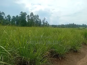 10 for Sale Trans Nzoia
