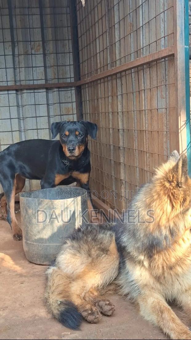 3-6 months Female Purebred Rottweiler - thumbnail 2