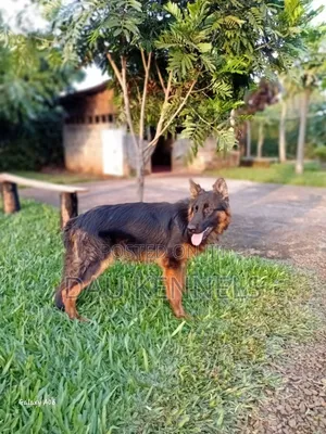 6-12 months Male Purebred German Shepherd