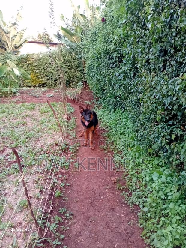 6-12 months Male Purebred German Shepherd - thumbnail 2