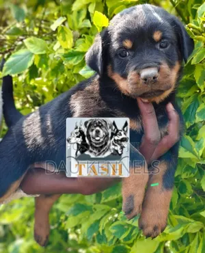 1-3 months Male Purebred Rottweiler
