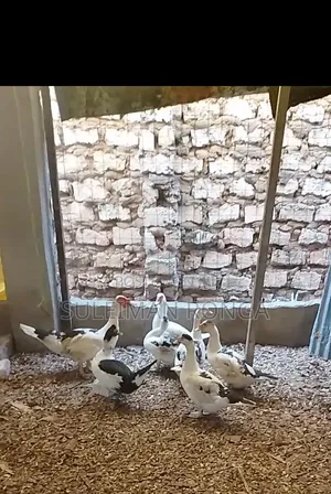 Ducks for Sale, Already Laying Eggs, Buy and Harvest Immediately