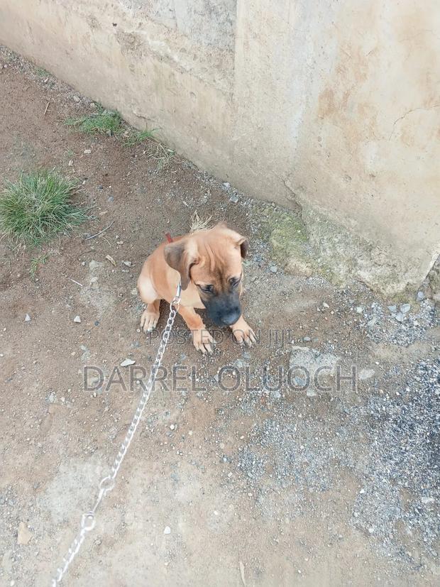 3-6 months Female Purebred Boerboel